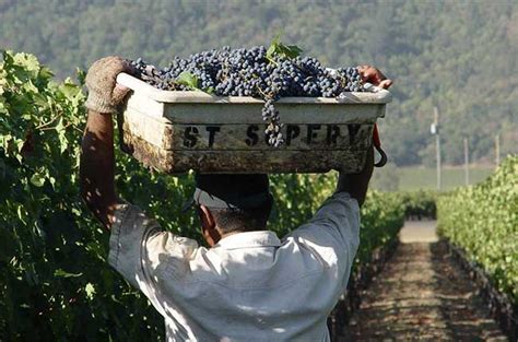 chanel buys st supery|French Fashion House Chanel Is Buying a Napa Winery .